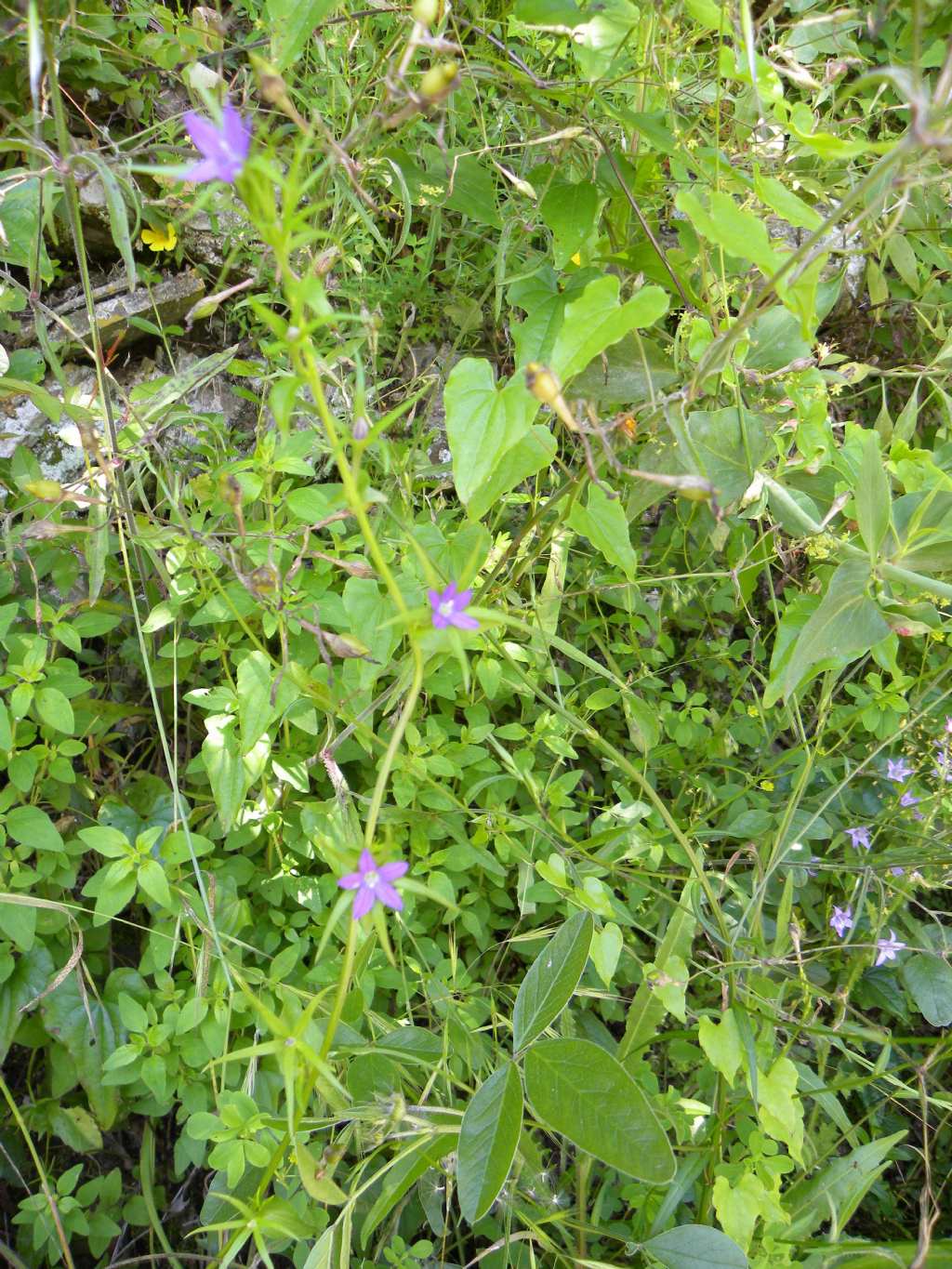 Legousia falcata  (Campanulaceae)